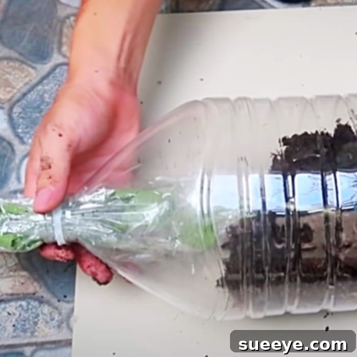 Upcycled Bottle Tomato Gardens 3 Image showing a mature tomato plant being transplanted into an inverted water bottle planter.