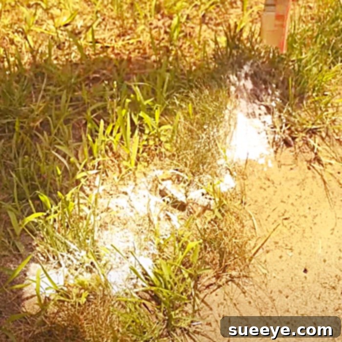 Eliminate Outdoor Ants for Good 2 How To Get Rid Of Outdoor Ants - How Make Ants Leave - Get Rid Of Ants Easily