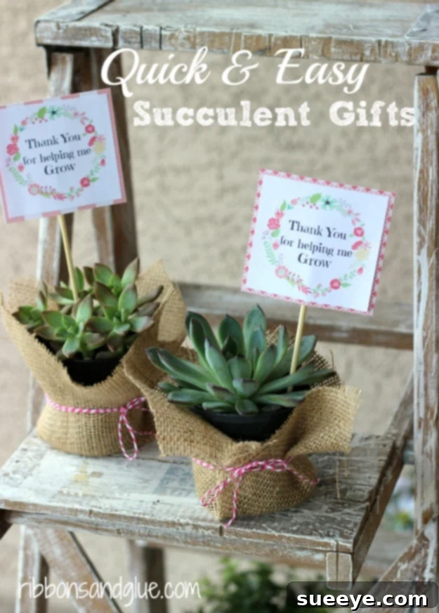 Cheer someone up with a personalized quick and easy succulent gift. Charming Quick and Easy Succulent Plant Gifts
