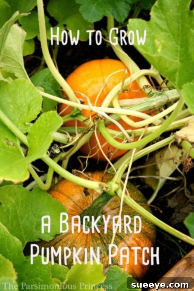 Backyard Pumpkin Patch for Fall A lush backyard pumpkin patch with various sized pumpkins growing on healthy vines, ready for autumn harvest.
