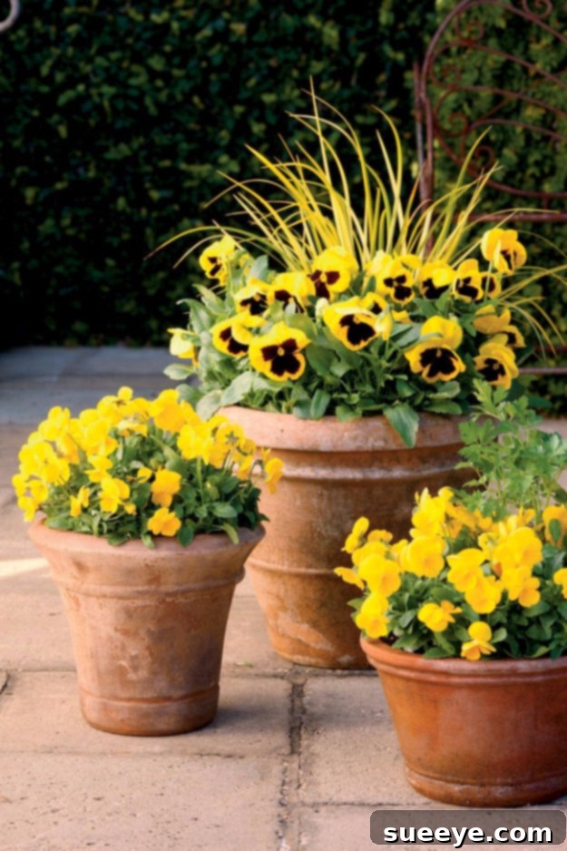Gold Bloom Fall Container A fall container garden overflowing with vibrant golden-blooming flowers like marigolds and rudbeckia.