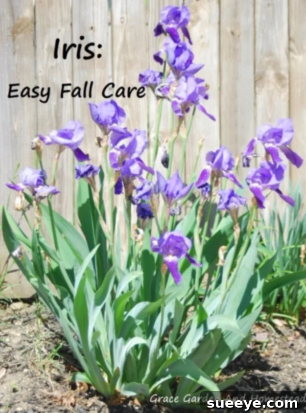 Iris Fall Care Guide Healthy iris plants with green foliage in a garden bed, illustrating proper fall care for perennial flowers.