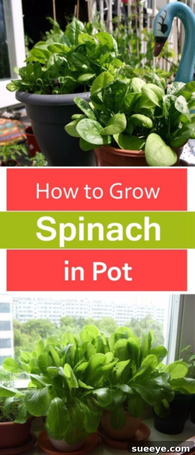 Container Grown Spinach Lush green spinach growing abundantly in terracotta pots, illustrating successful container gardening.