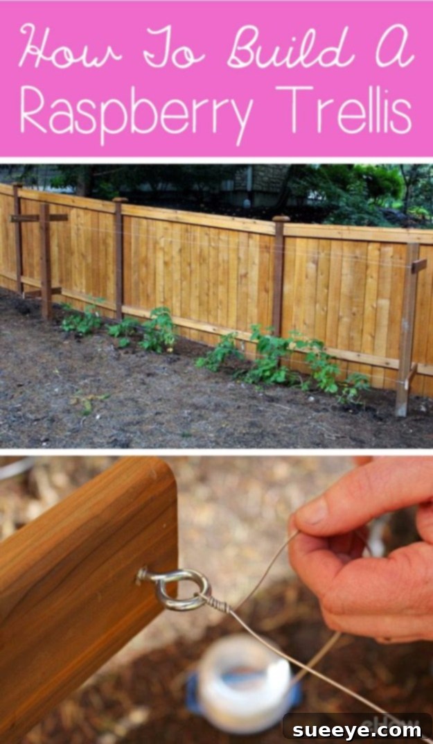 Raspberry Trellis Construction A well-constructed wooden trellis supporting tall raspberry canes, showing good garden structure.
