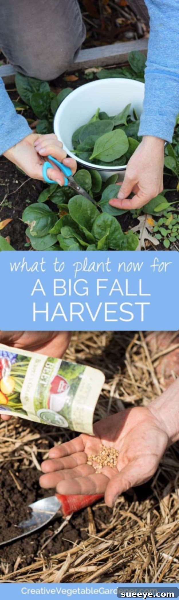 Best Plants for Fall Crops A diverse selection of freshly harvested fall crops, including root vegetables and leafy greens.
