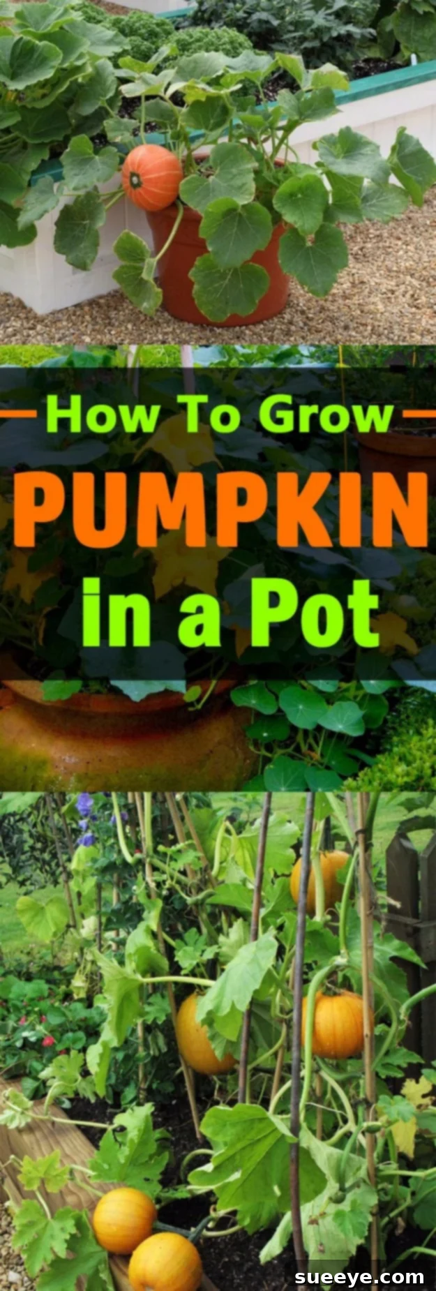 Container Grown Pumpkins A small pumpkin plant growing in a large pot on a patio, showcasing container pumpkin cultivation.