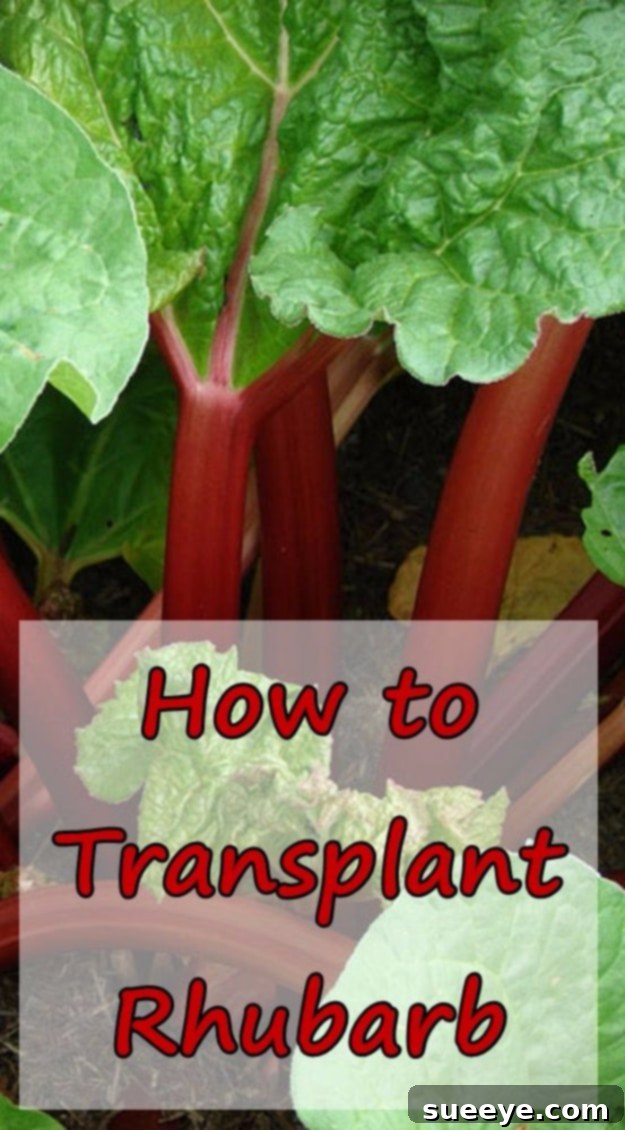 Transplanting Rhubarb in Fall A gardener carefully transplanting rhubarb crowns in a prepared garden bed, demonstrating proper technique.