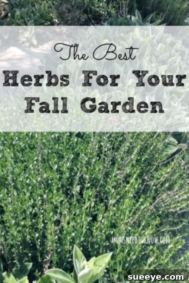 Fall Herb Garden Selection A vibrant assortment of fresh herbs growing in a fall garden, suitable for cooler weather.