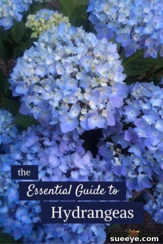 Hydrangea Fall Care Guide A beautiful blue hydrangea bush in late bloom, illustrating healthy fall hydrangeas in a garden.