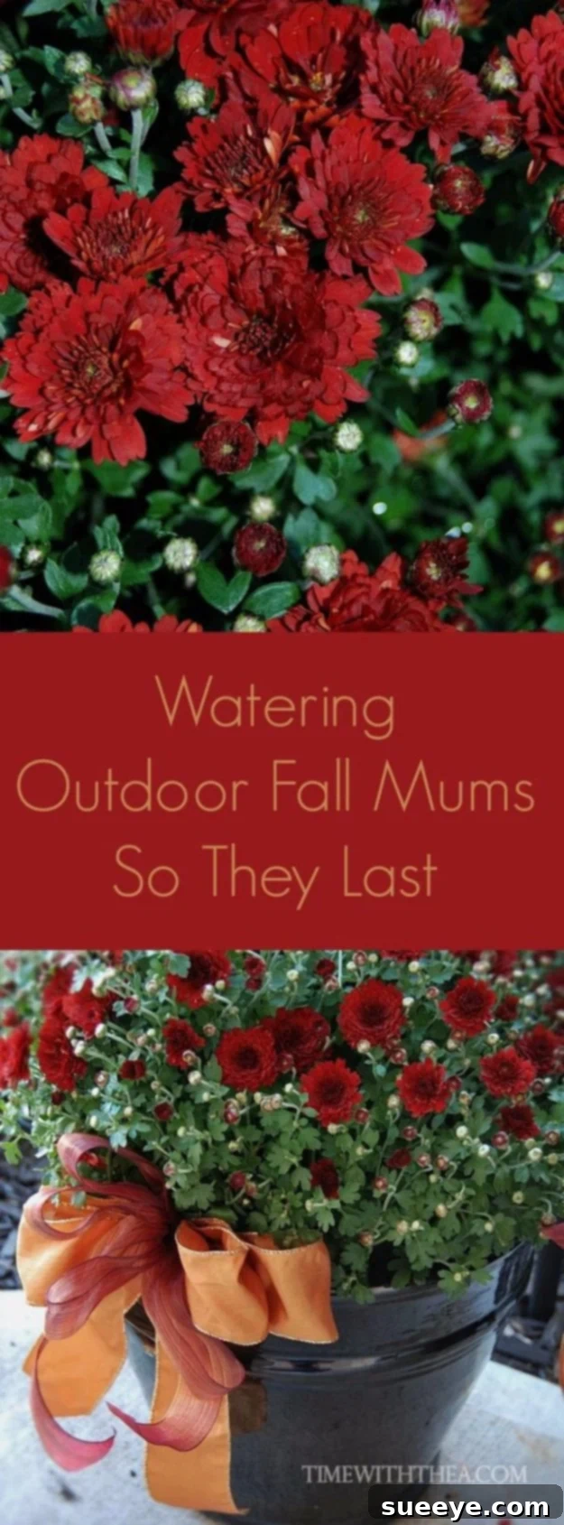 Long-lasting Fall Mums Vibrant purple fall mums in a planter, being watered to keep their blooms fresh and lasting longer.