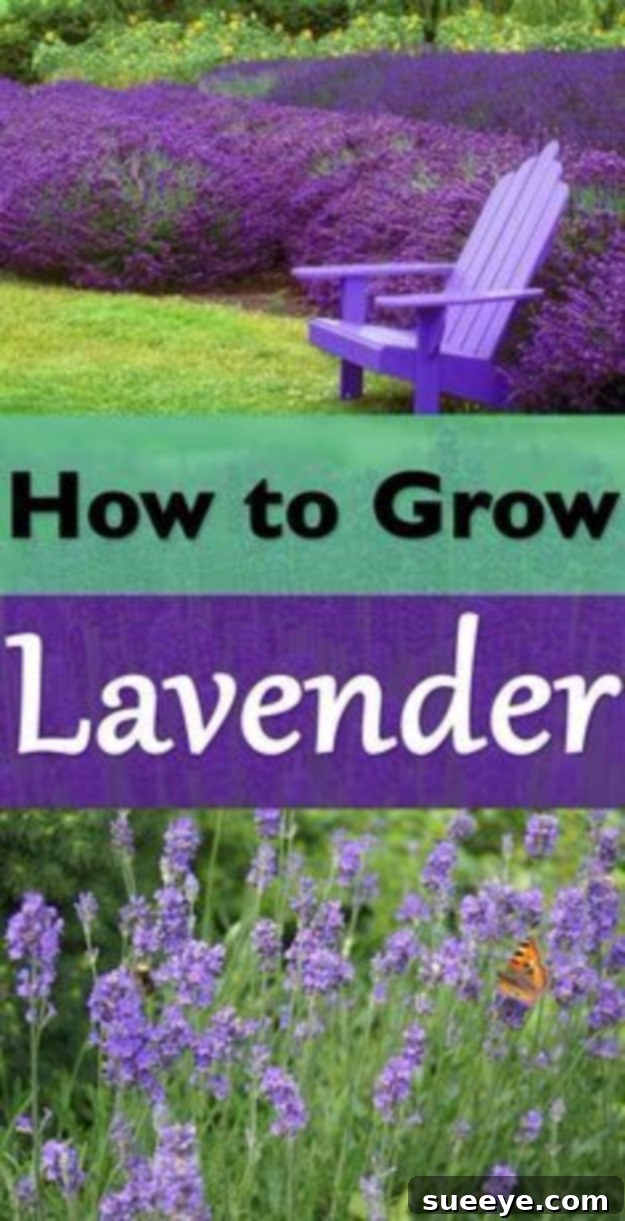Growing Lavender Plants A field of blooming lavender plants, showcasing healthy and vibrant lavender in a garden setting.