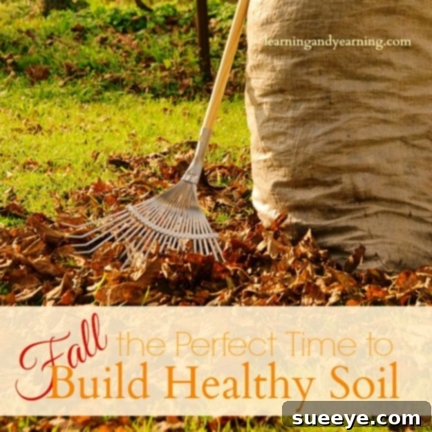 Fall Soil Health Practices Rich, dark garden soil being prepared with organic matter, emphasizing healthy soil building in fall.