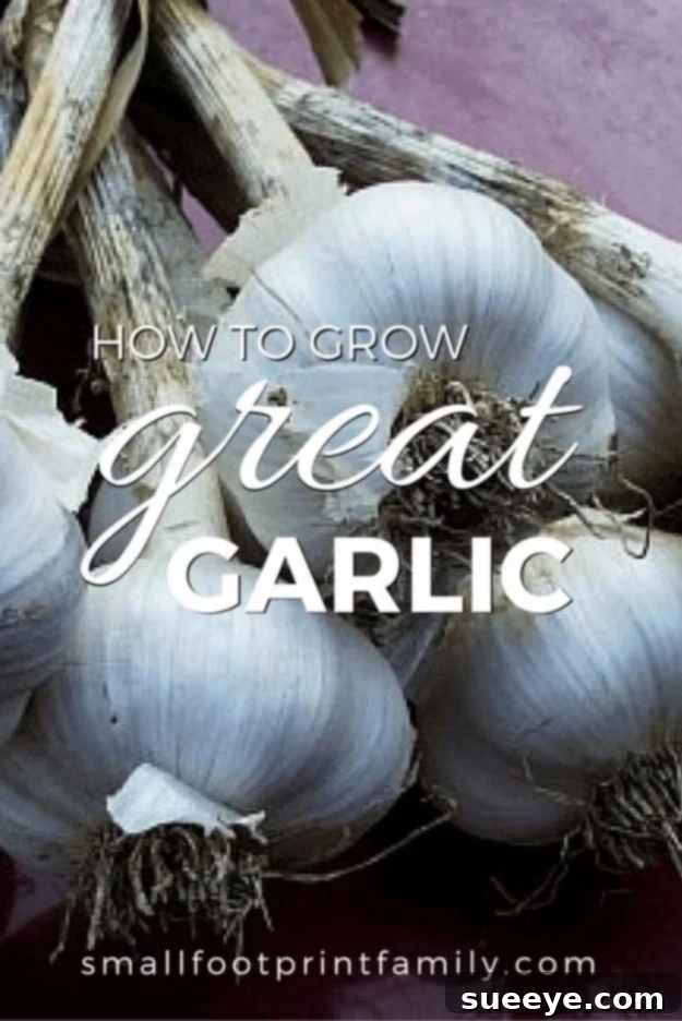 Growing Garlic in Fall Freshly harvested garlic bulbs with green stalks, ready for curing, demonstrating a successful garlic crop.