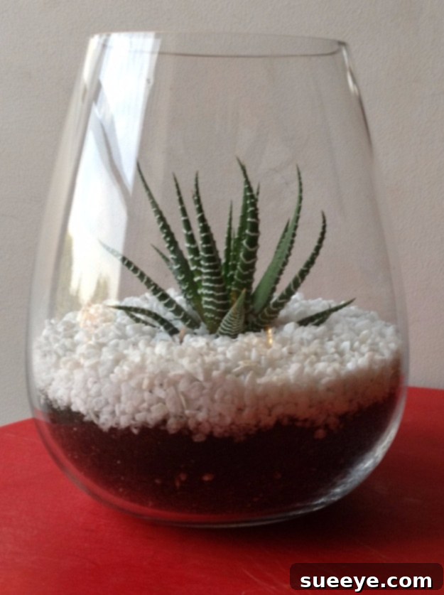 Easy Dollar Store Crafts - Dollar Store DIY Terrarium - Quick And Cheap Crafts To Make, Dollar Store Craft Ideas To Make And Sell, Cute Dollar Store Do It Yourself Projects, Cheap Craft Ideas, Dollar store Decor, Easy Dollar Store Crafts - Dollar Store DIY Terrarium - Quick And Cheap Crafts To Make, Dollar Store Craft Ideas To Make And Sell, Cute Dollar Store Do It Yourself Projects, Cheap Craft Ideas, Dollar store Decor,