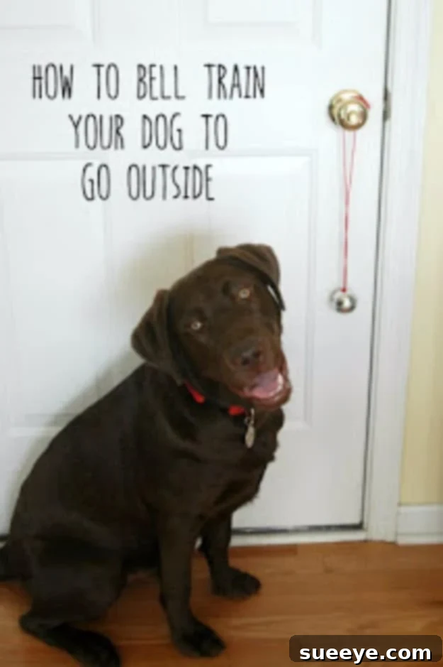 Bell Train Your Dog To Go Outside - Effective Potty Training Dog looking at bells hanging by a door, ready for bell training to go outside.