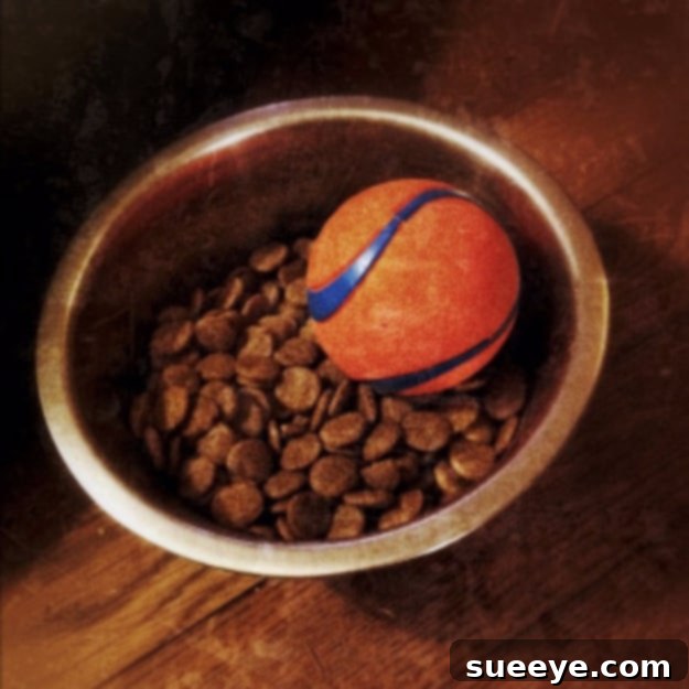 Stop Your Dog From Eating Too Fast - Healthy Feeding Hack Dog bowl with a ball placed inside to slow down a fast-eating dog during mealtime.