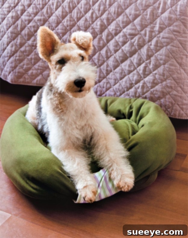 Sweatshirt Pet Bed - Upcycled Comfort DIY pet bed made from an old sweatshirt, providing a soft and familiar resting place.