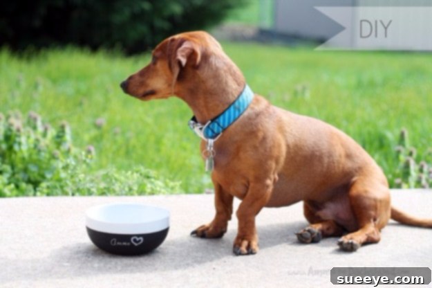 DIY Chalkboard Bowl Under $5 - Personalized Pet Gear DIY chalkboard dog bowl with 'food' written on it, a customizable and affordable pet accessory.