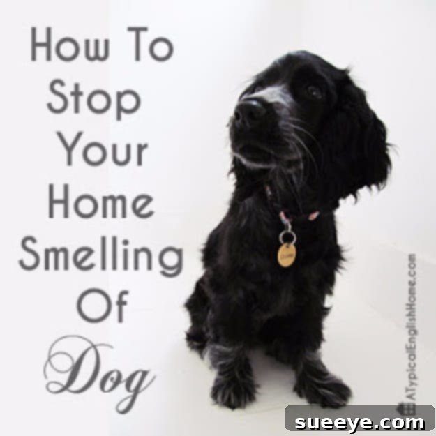 Stop Your Home From Smelling Of Dogs - Home Freshness Tips Clean and fresh home interior, symbolizing effective methods to prevent dog smells.
