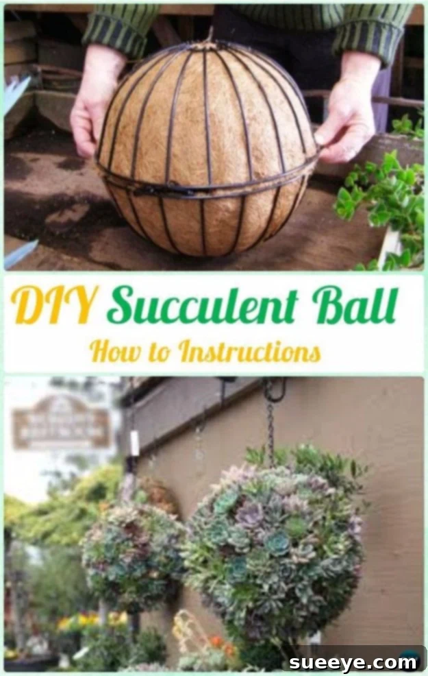 DIY Outdoor Succulent Garden - Low Maintenance Plants Beautiful DIY outdoor succulent garden featuring various drought-tolerant plants