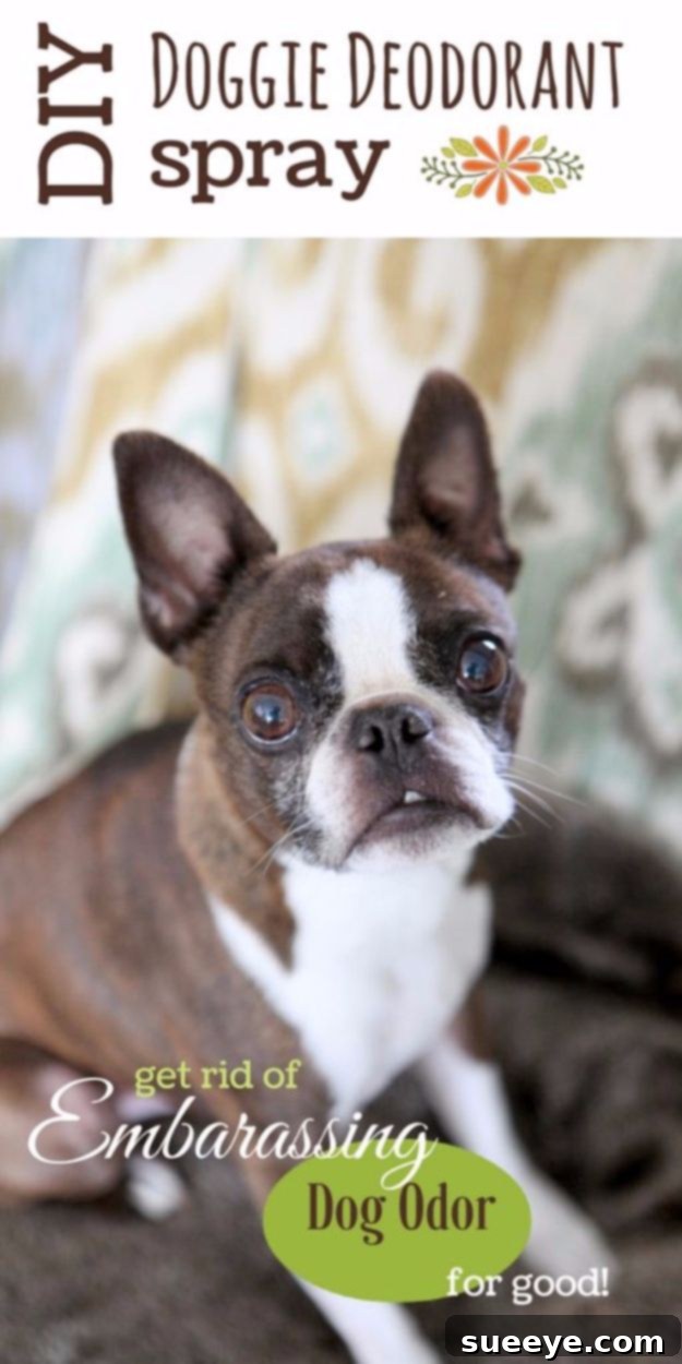 DIY Dog Grooming: Homemade Doggie Deodorant Spray Homemade dog deodorant spray with lavender scent for fresh smelling dogs, a natural alternative to chemicals for DIY dog grooming.