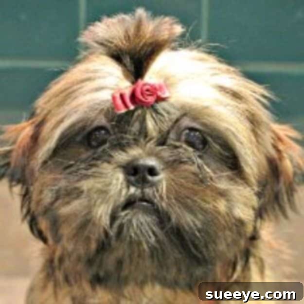 DIY Dog Grooming: Puppy Topknot Style Tutorial for making a cute puppy topknot, styling long hair on a dog's face with a small elastic band and comb.
