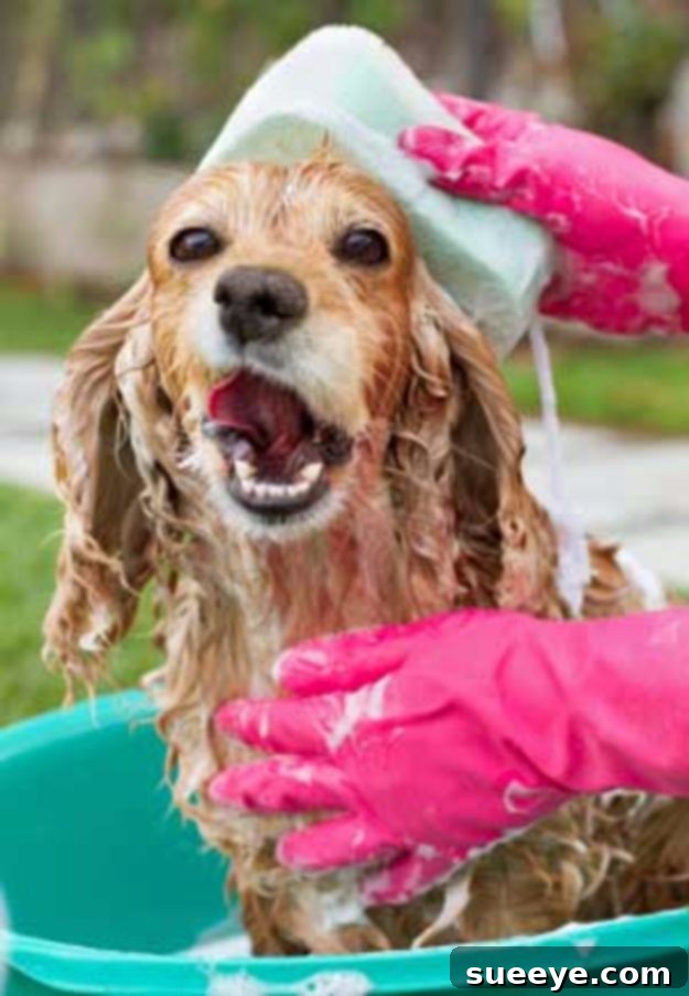 DIY Dog Grooming: Stress-Free Dog Bathing Step-by-step guide on bathing a dog at home, covering preparation, best practices, and essential tools.