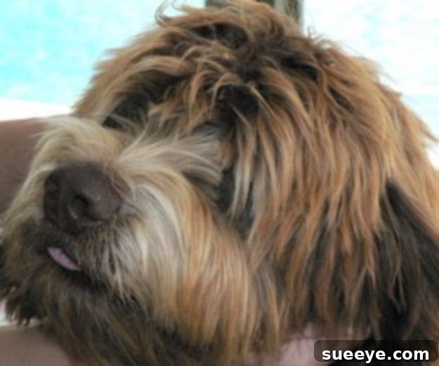 DIY Dog Grooming: Wavy & Curly Fleece Face Grooming Grooming guide for dogs with wavy and curly fleece faces, focusing on techniques for maintaining their unique coats.