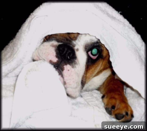 DIY Dog Grooming: Cleaning Tear Stains Guide to cleaning tear stains on dogs, with methods and products for maintaining a clear facial appearance.