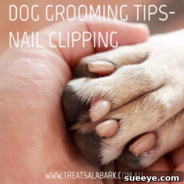 DIY Dog Grooming: Safe Nail Clipping Dog grooming tips for safe and effective nail clipping at home, including proper technique and tools.