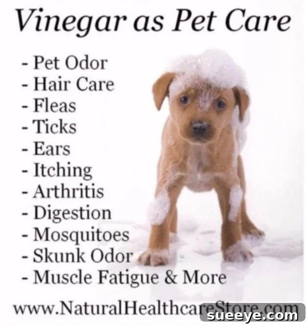 DIY Pet Care: Vinegar's Amazing Uses Vinegar as a natural pet care remedy, showing its multi-purpose uses for dog health and hygiene.