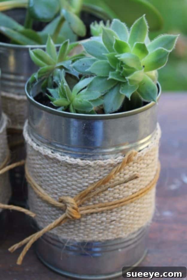 Display your succulents in eco-friendly Recycled Tin Cans for a minimalist and stylish look. Succulents In Recycled Tin Cans, a simple and charming plant display