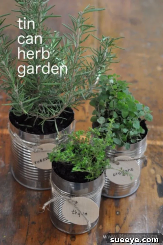 Grow your own fresh herbs indoors with a charming and space-saving Tin Can Herb Garden. DIY Tin Can Herb Garden for cultivating fresh culinary herbs