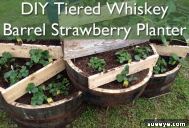 DIY Tiered Whiskey Barrel Strawberry Planter - Space-Saving Garden Idea DIY Tiered Whiskey Barrel Strawberry Planter - Space-Saving Garden Idea