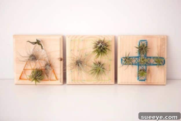 Rustic Chic DIY Wall Decor Projects 31 Living Wall Art with Air Plants