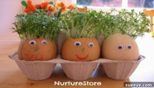 Eggheads cress hair craft, a fun gardening and art project DIY eggheads craft for kids, growing cress 'hair' on decorated eggshells
