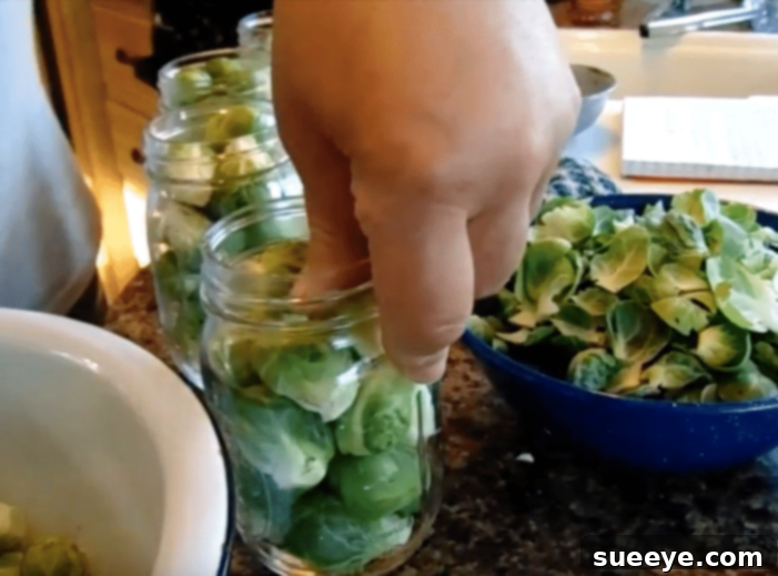 How to make pickled brussel sprouts How to make pickled brussel sprouts, showing trimmed sprouts packed tightly into a mason jar